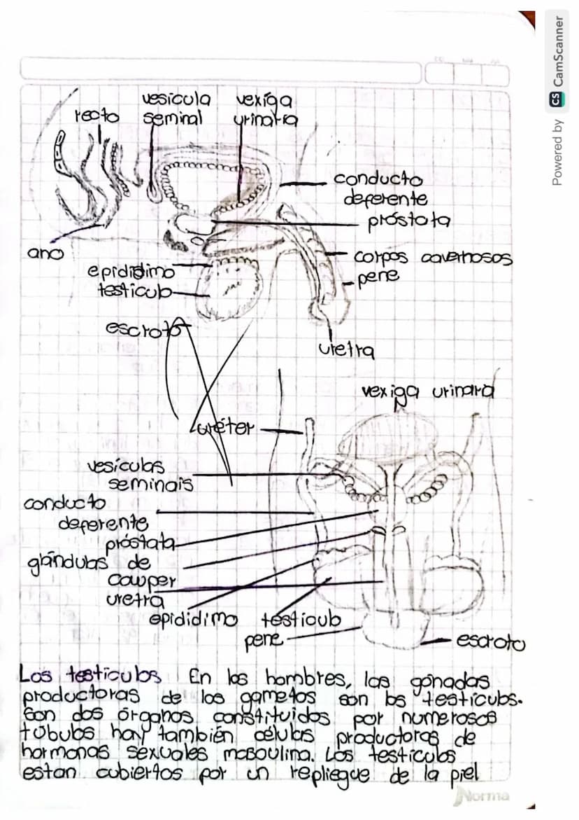 Reproducción humana
La función de reprodución permite generar
nuevos individuos semejantes a los progenitores
lo que posibilita la supervive