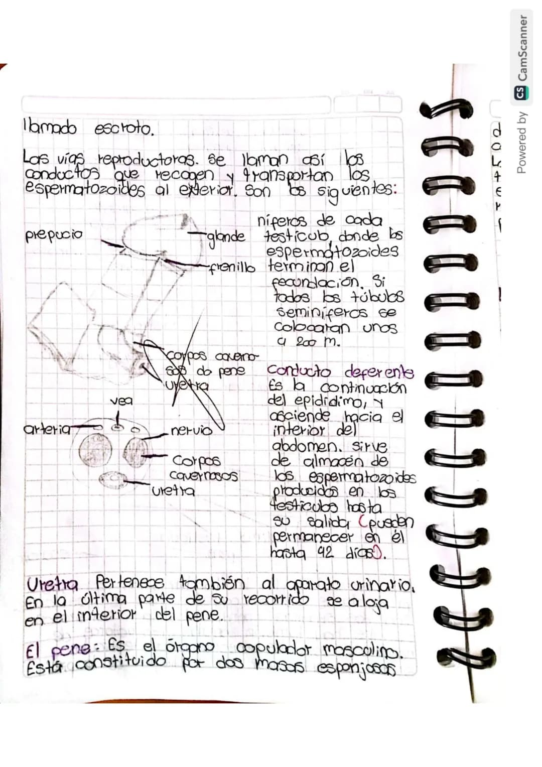 Reproducción humana
La función de reprodución permite generar
nuevos individuos semejantes a los progenitores
lo que posibilita la supervive