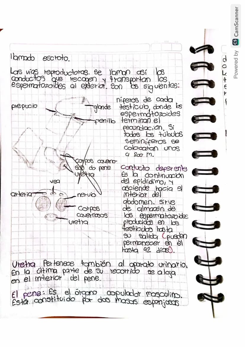Reproducción humana
La función de reprodución permite generar
nuevos individuos semejantes a los progenitores
lo que posibilita la supervive