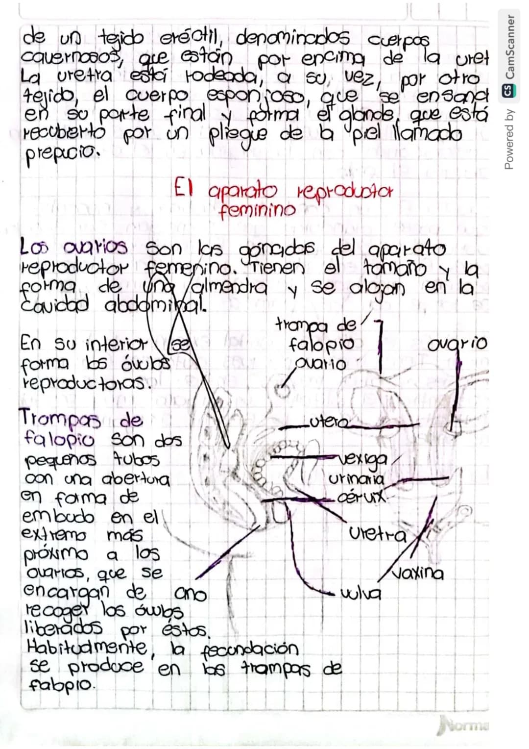 Reproducción humana
La función de reprodución permite generar
nuevos individuos semejantes a los progenitores
lo que posibilita la supervive