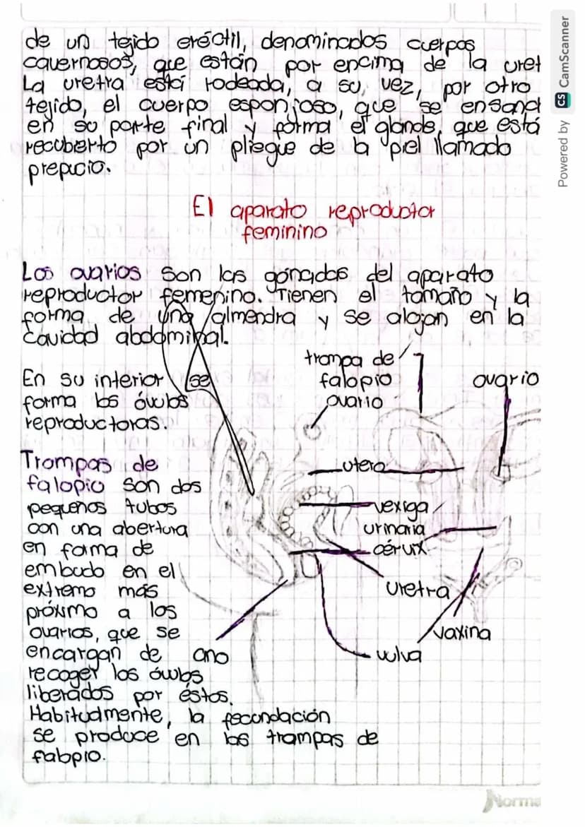 Reproducción humana
La función de reprodución permite generar
nuevos individuos semejantes a los progenitores
lo que posibilita la supervive