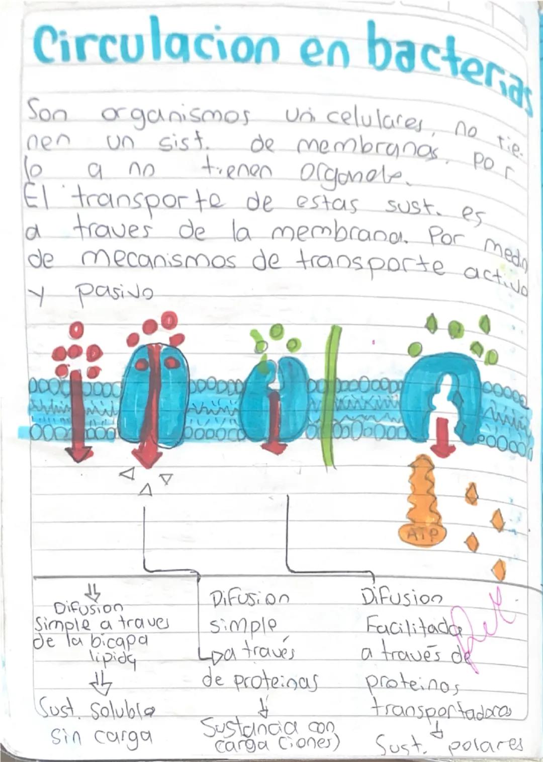 Scribe

Nucleo: Retiene info geneticon
Memb. celular: Protege la celula

Circulacion
en los Seres
Vivos

Transporte de Sustancias
en
Organis