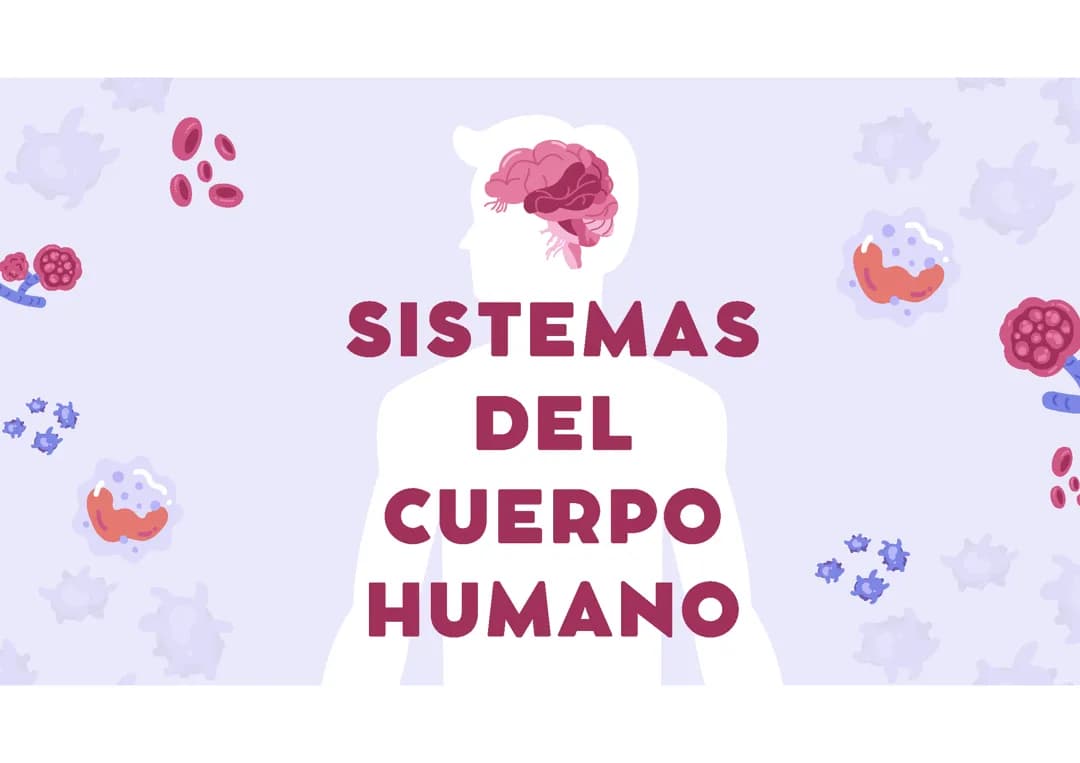 representacion de los sistemas del cuerpo humano