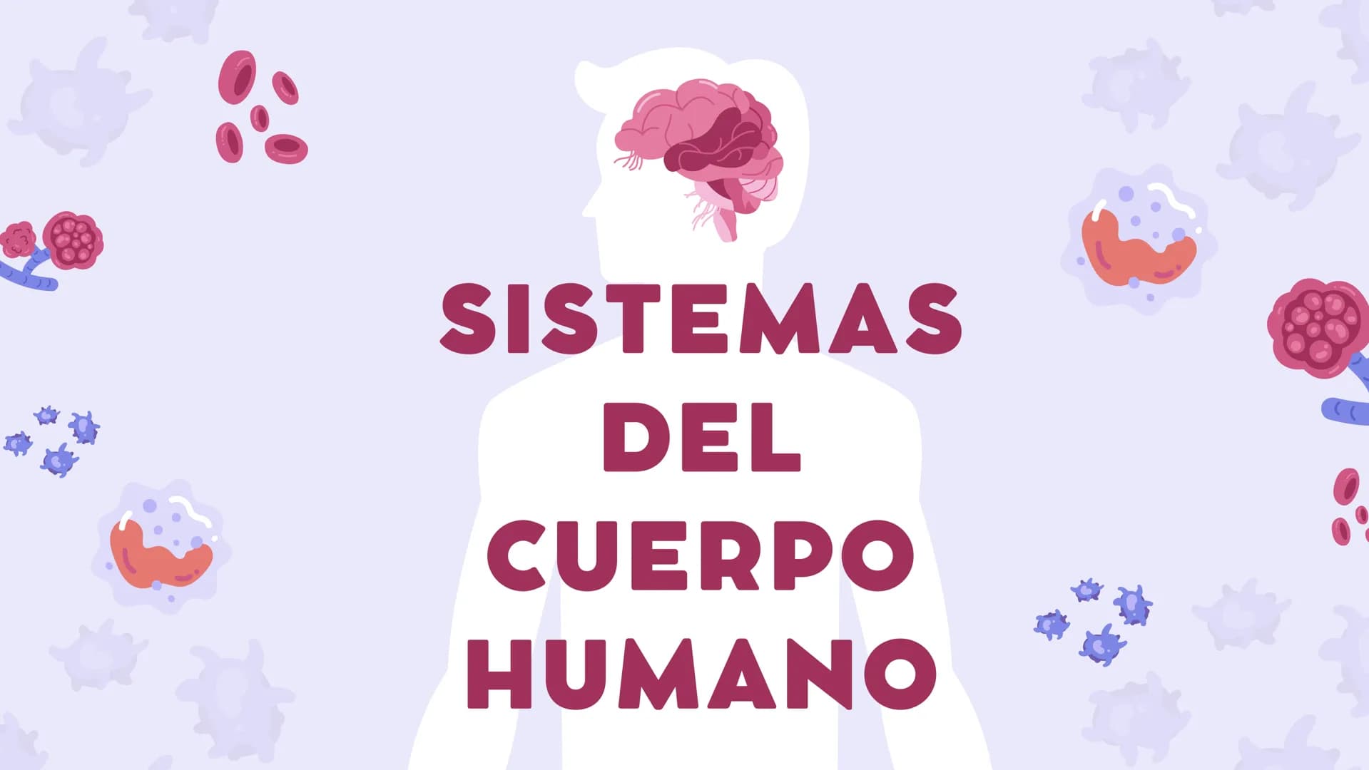 SISTEMAS
DEL
CUERPO
HUMANO SISTEMA
ENDOCRINO
• Función: Regula diversas funciones corporales a través
de la secreción de hormonas.
Órganos P