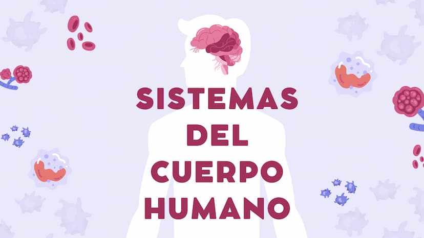 SISTEMAS
DEL
CUERPO
HUMANO SISTEMA
ENDOCRINO
• Función: Regula diversas funciones corporales a través
de la secreción de hormonas.
Órganos P