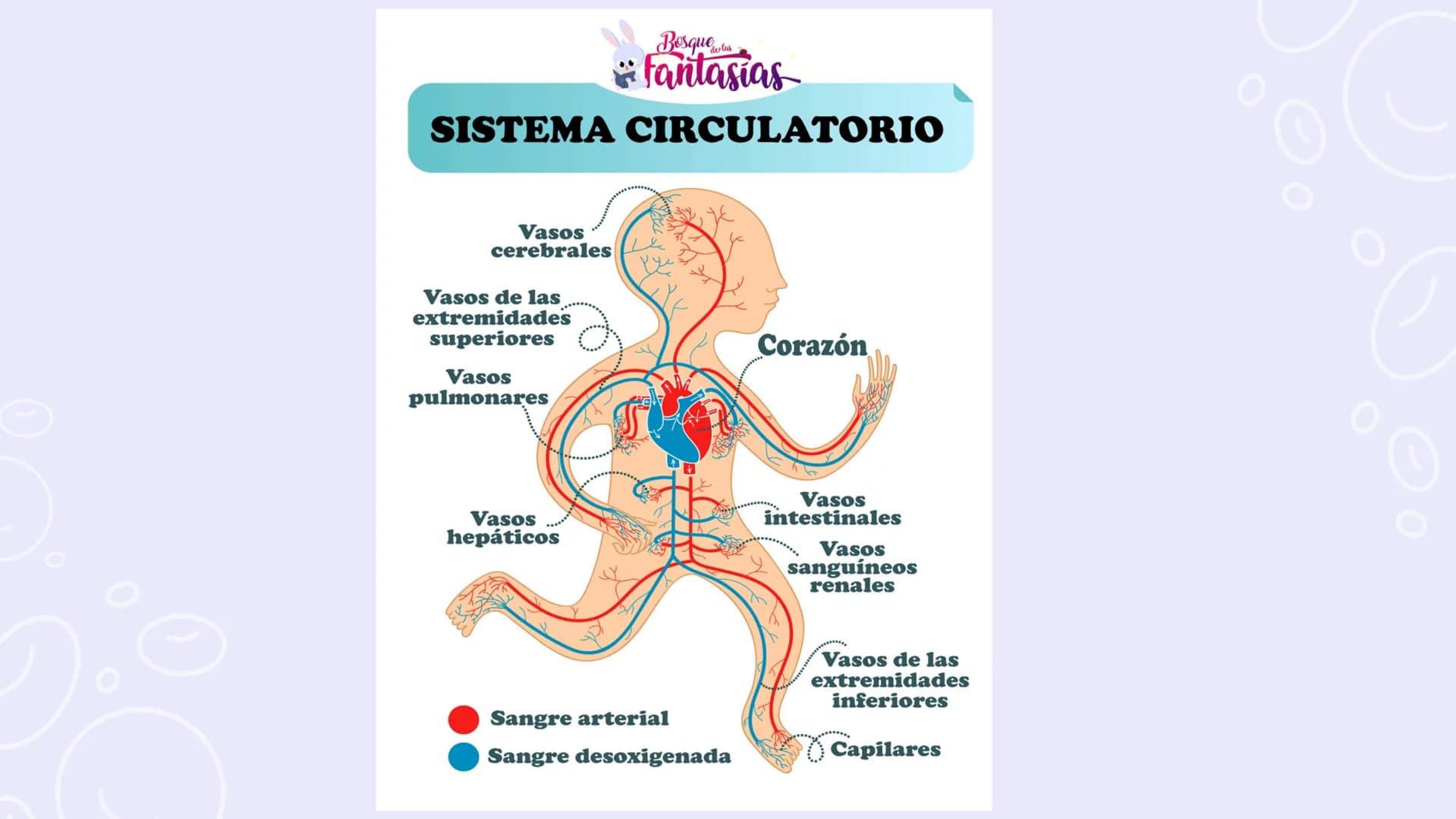 SISTEMAS
DEL
CUERPO
HUMANO SISTEMA
ENDOCRINO
• Función: Regula diversas funciones corporales a través
de la secreción de hormonas.
Órganos P
