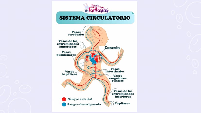SISTEMAS
DEL
CUERPO
HUMANO SISTEMA
ENDOCRINO
• Función: Regula diversas funciones corporales a través
de la secreción de hormonas.
Órganos P