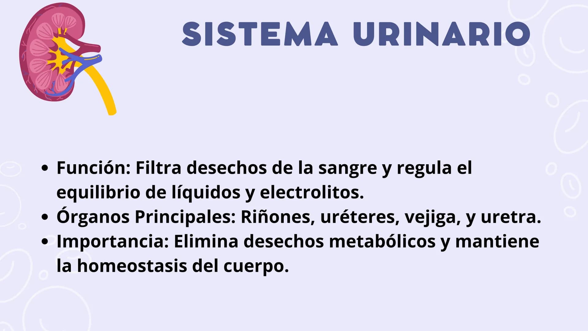 SISTEMAS
DEL
CUERPO
HUMANO SISTEMA
ENDOCRINO
• Función: Regula diversas funciones corporales a través
de la secreción de hormonas.
Órganos P