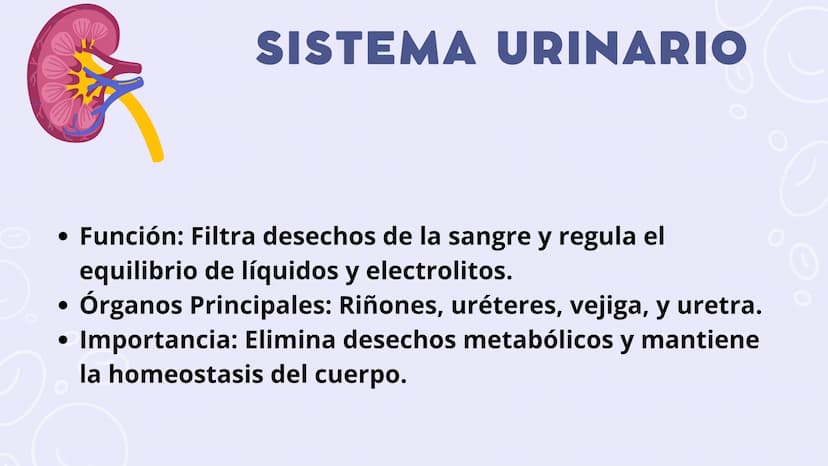 SISTEMAS
DEL
CUERPO
HUMANO SISTEMA
ENDOCRINO
• Función: Regula diversas funciones corporales a través
de la secreción de hormonas.
Órganos P