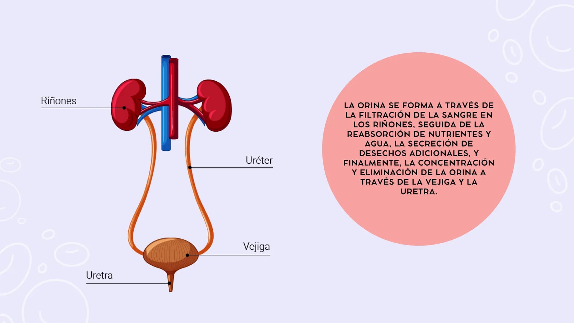 SISTEMAS
DEL
CUERPO
HUMANO SISTEMA
ENDOCRINO
• Función: Regula diversas funciones corporales a través
de la secreción de hormonas.
Órganos P