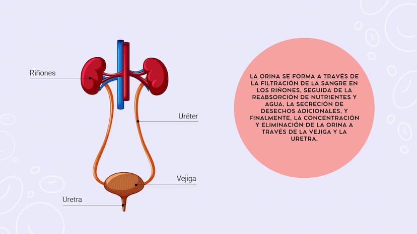 SISTEMAS
DEL
CUERPO
HUMANO SISTEMA
ENDOCRINO
• Función: Regula diversas funciones corporales a través
de la secreción de hormonas.
Órganos P