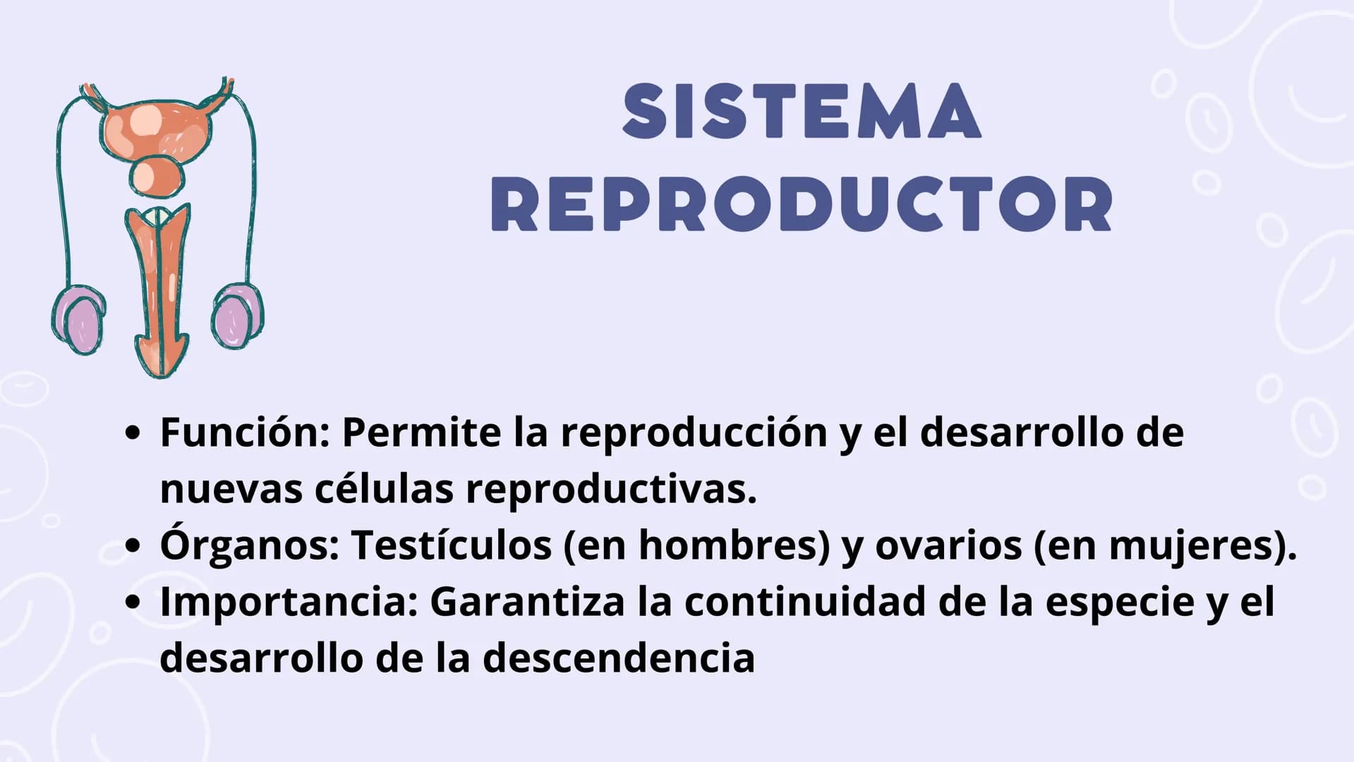 SISTEMAS
DEL
CUERPO
HUMANO SISTEMA
ENDOCRINO
• Función: Regula diversas funciones corporales a través
de la secreción de hormonas.
Órganos P