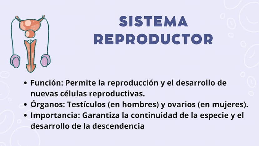 SISTEMAS
DEL
CUERPO
HUMANO SISTEMA
ENDOCRINO
• Función: Regula diversas funciones corporales a través
de la secreción de hormonas.
Órganos P