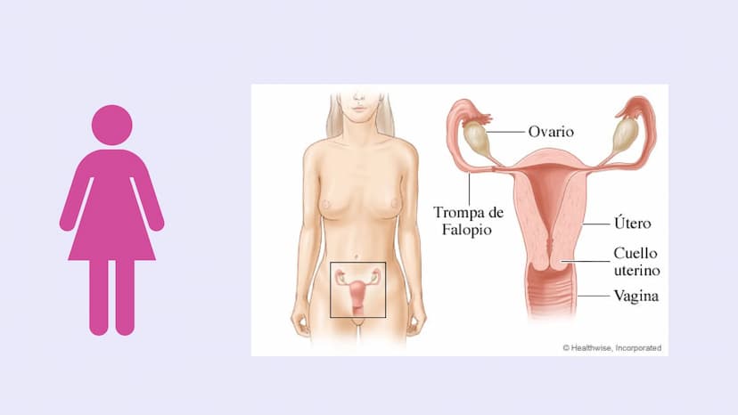 SISTEMAS
DEL
CUERPO
HUMANO SISTEMA
ENDOCRINO
• Función: Regula diversas funciones corporales a través
de la secreción de hormonas.
Órganos P