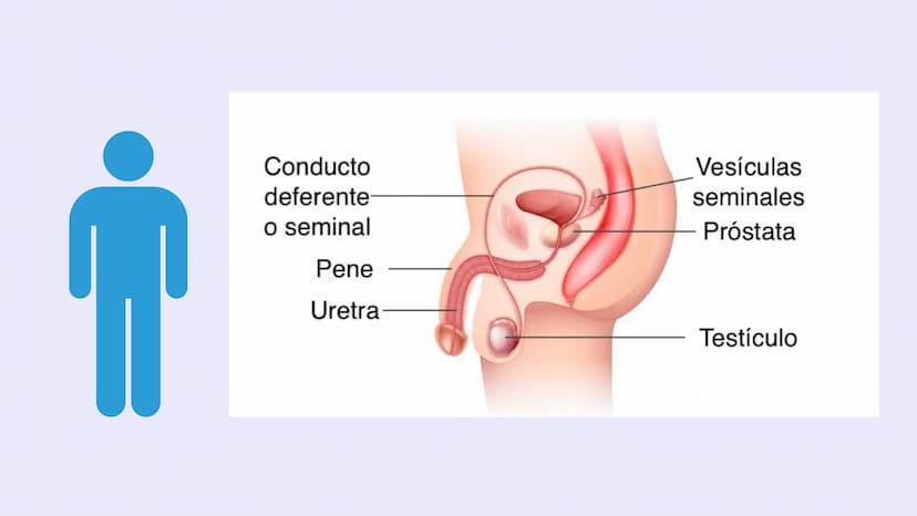 SISTEMAS
DEL
CUERPO
HUMANO SISTEMA
ENDOCRINO
• Función: Regula diversas funciones corporales a través
de la secreción de hormonas.
Órganos P