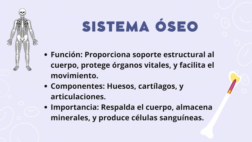 SISTEMAS
DEL
CUERPO
HUMANO SISTEMA
ENDOCRINO
• Función: Regula diversas funciones corporales a través
de la secreción de hormonas.
Órganos P