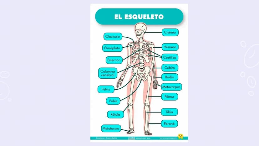 SISTEMAS
DEL
CUERPO
HUMANO SISTEMA
ENDOCRINO
• Función: Regula diversas funciones corporales a través
de la secreción de hormonas.
Órganos P