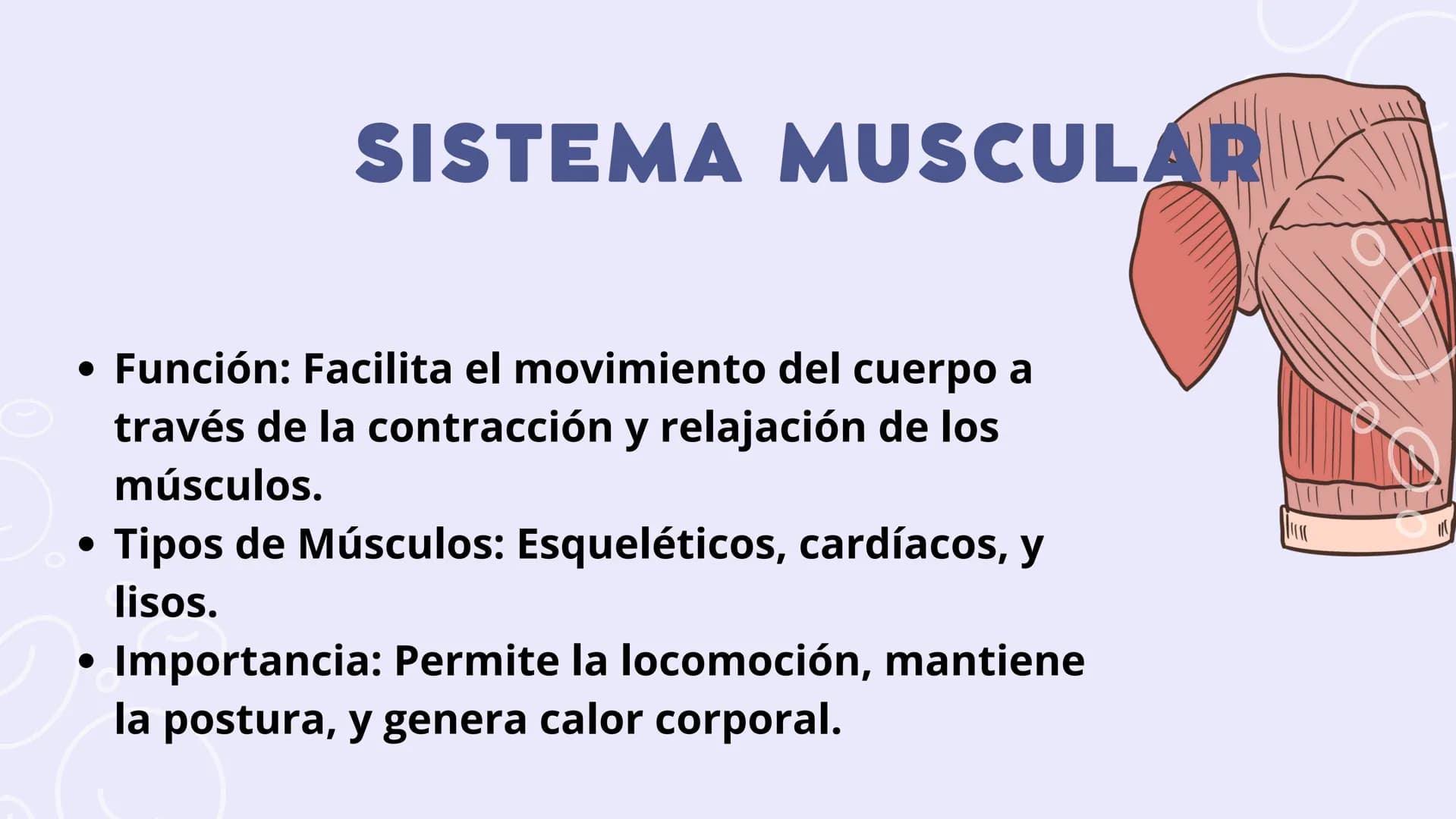 SISTEMAS
DEL
CUERPO
HUMANO SISTEMA
ENDOCRINO
• Función: Regula diversas funciones corporales a través
de la secreción de hormonas.
Órganos P