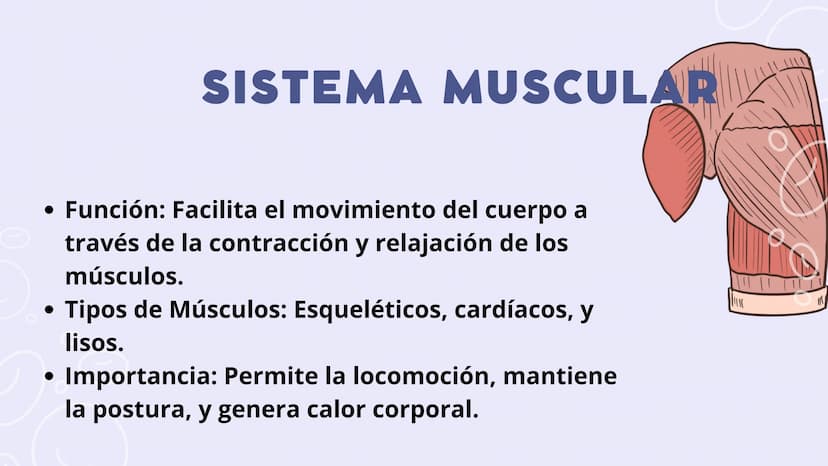 SISTEMAS
DEL
CUERPO
HUMANO SISTEMA
ENDOCRINO
• Función: Regula diversas funciones corporales a través
de la secreción de hormonas.
Órganos P