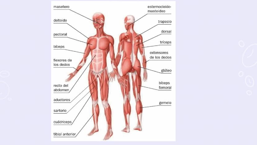 SISTEMAS
DEL
CUERPO
HUMANO SISTEMA
ENDOCRINO
• Función: Regula diversas funciones corporales a través
de la secreción de hormonas.
Órganos P