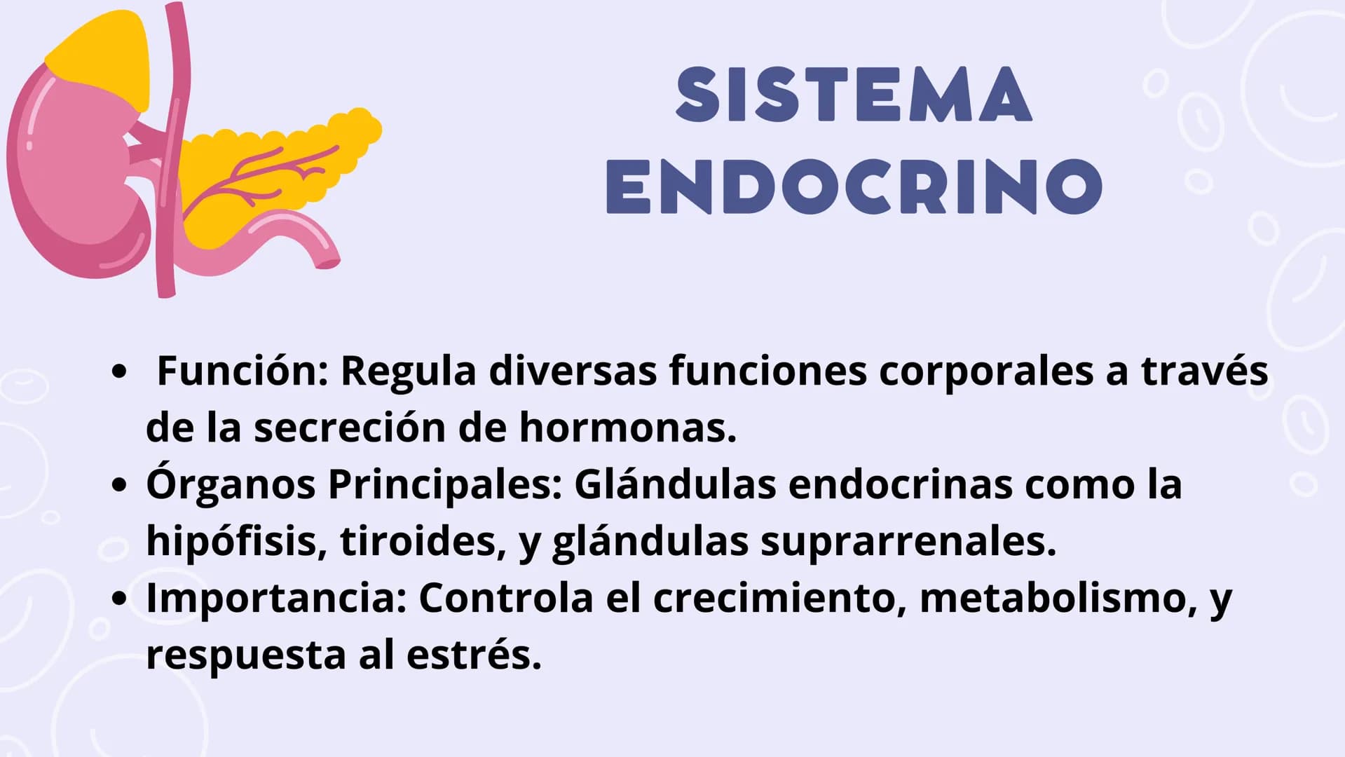 SISTEMAS
DEL
CUERPO
HUMANO SISTEMA
ENDOCRINO
• Función: Regula diversas funciones corporales a través
de la secreción de hormonas.
Órganos P