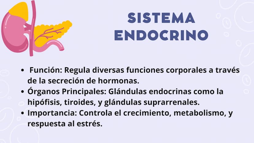 SISTEMAS
DEL
CUERPO
HUMANO SISTEMA
ENDOCRINO
• Función: Regula diversas funciones corporales a través
de la secreción de hormonas.
Órganos P