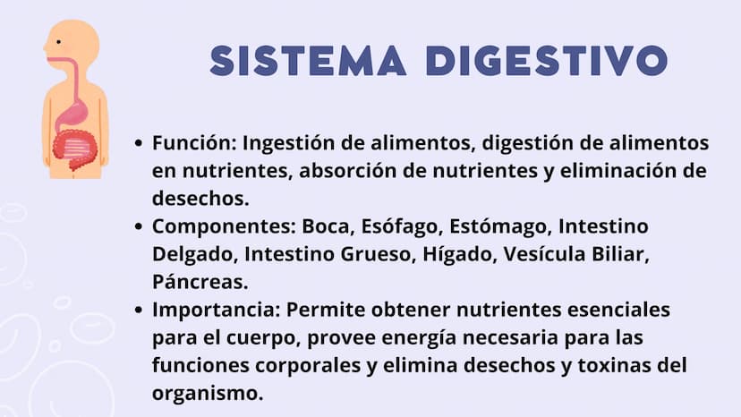 SISTEMAS
DEL
CUERPO
HUMANO SISTEMA
ENDOCRINO
• Función: Regula diversas funciones corporales a través
de la secreción de hormonas.
Órganos P