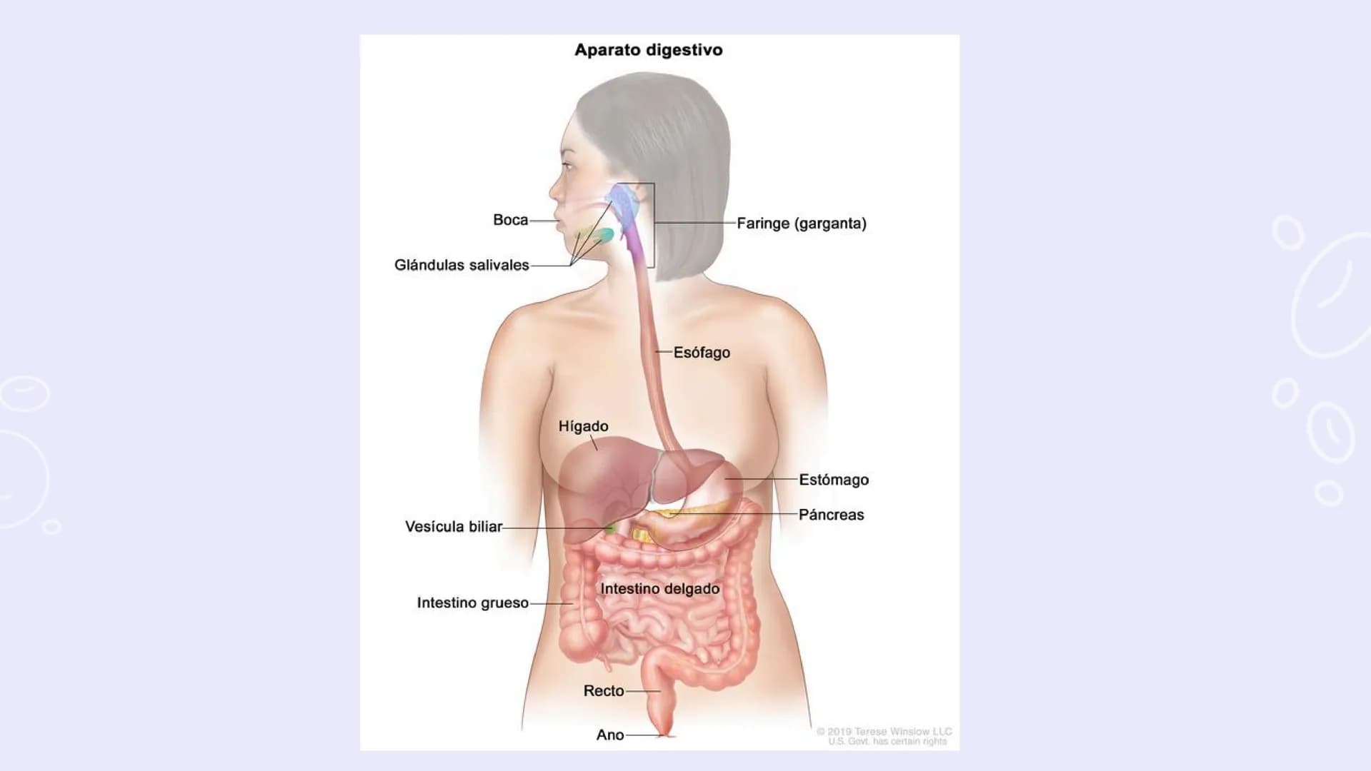 SISTEMAS
DEL
CUERPO
HUMANO SISTEMA
ENDOCRINO
• Función: Regula diversas funciones corporales a través
de la secreción de hormonas.
Órganos P