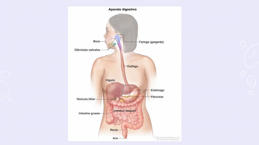 SISTEMAS
DEL
CUERPO
HUMANO SISTEMA
ENDOCRINO
• Función: Regula diversas funciones corporales a través
de la secreción de hormonas.
Órganos P