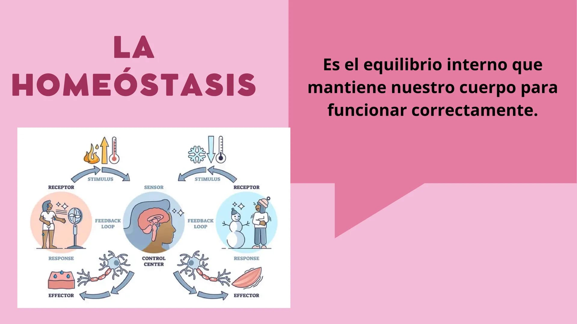 SISTEMAS
DEL
CUERPO
HUMANO SISTEMA
ENDOCRINO
• Función: Regula diversas funciones corporales a través
de la secreción de hormonas.
Órganos P
