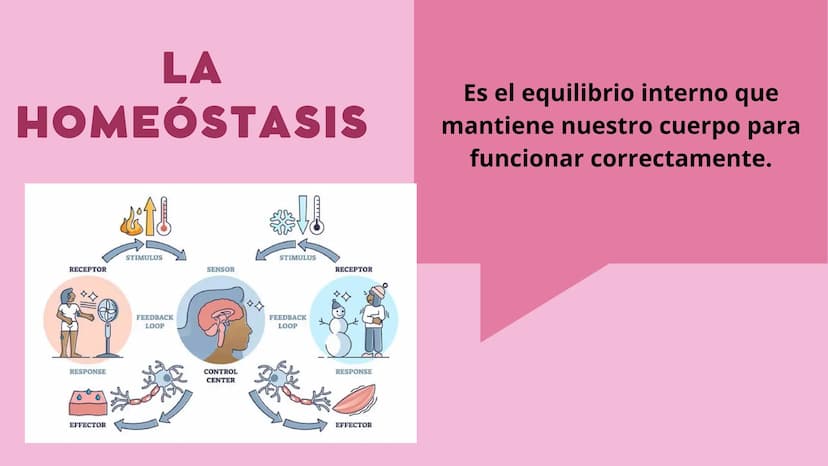 SISTEMAS
DEL
CUERPO
HUMANO SISTEMA
ENDOCRINO
• Función: Regula diversas funciones corporales a través
de la secreción de hormonas.
Órganos P