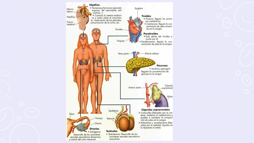 SISTEMAS
DEL
CUERPO
HUMANO SISTEMA
ENDOCRINO
• Función: Regula diversas funciones corporales a través
de la secreción de hormonas.
Órganos P