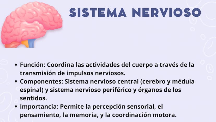 SISTEMAS
DEL
CUERPO
HUMANO SISTEMA
ENDOCRINO
• Función: Regula diversas funciones corporales a través
de la secreción de hormonas.
Órganos P