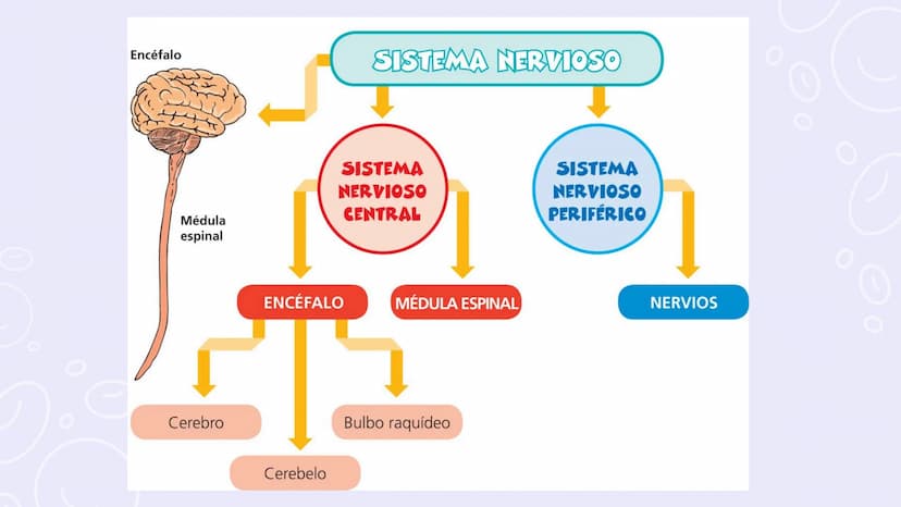 SISTEMAS
DEL
CUERPO
HUMANO SISTEMA
ENDOCRINO
• Función: Regula diversas funciones corporales a través
de la secreción de hormonas.
Órganos P