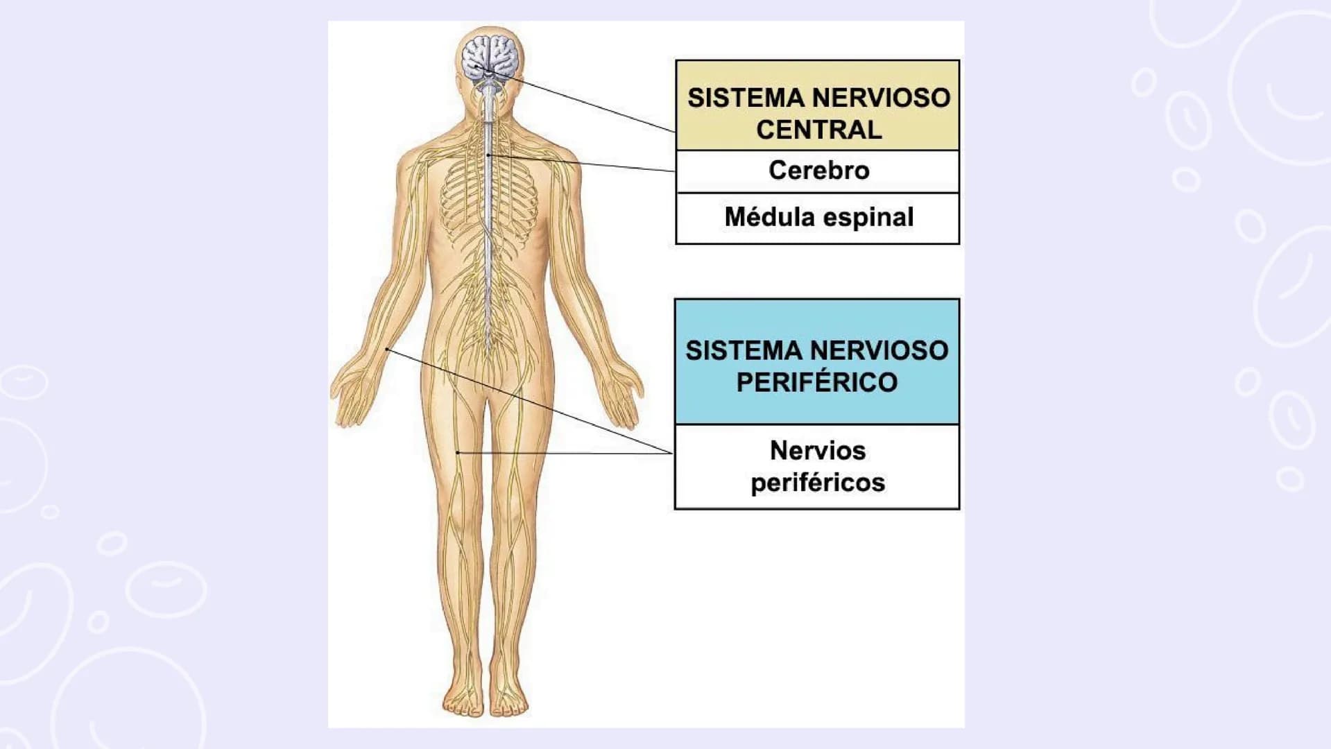 SISTEMAS
DEL
CUERPO
HUMANO SISTEMA
ENDOCRINO
• Función: Regula diversas funciones corporales a través
de la secreción de hormonas.
Órganos P