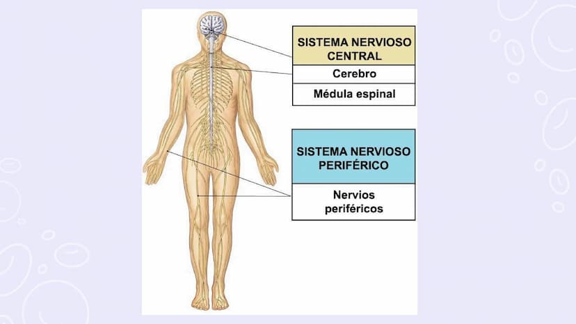 SISTEMAS
DEL
CUERPO
HUMANO SISTEMA
ENDOCRINO
• Función: Regula diversas funciones corporales a través
de la secreción de hormonas.
Órganos P