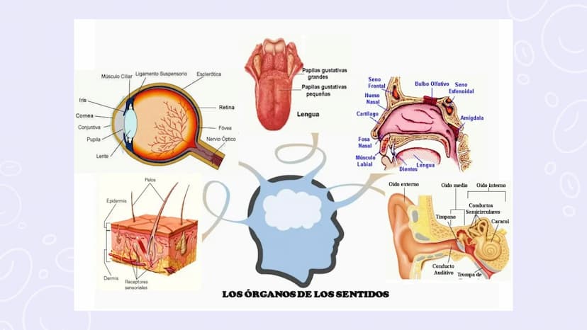 SISTEMAS
DEL
CUERPO
HUMANO SISTEMA
ENDOCRINO
• Función: Regula diversas funciones corporales a través
de la secreción de hormonas.
Órganos P