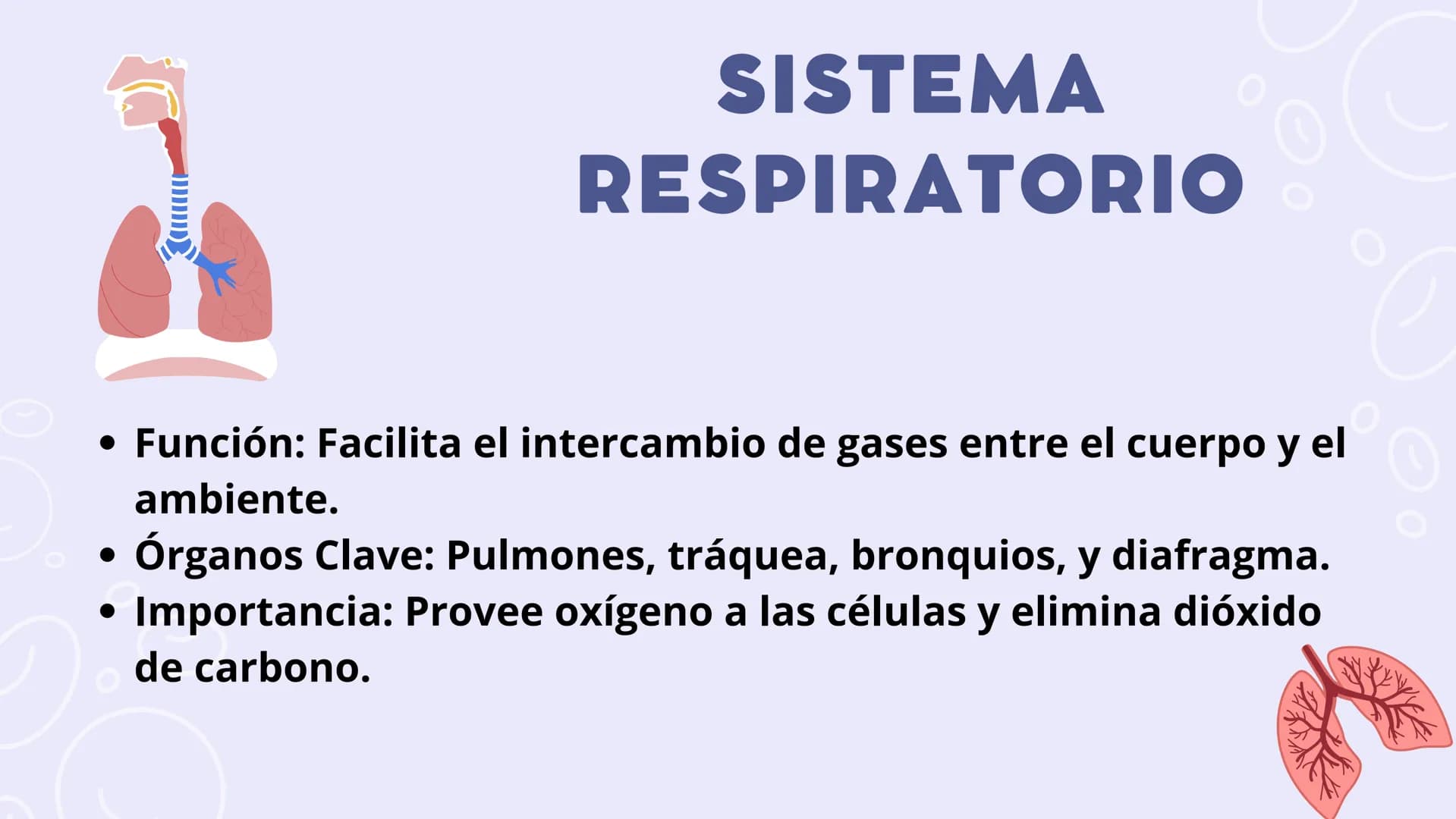 SISTEMAS
DEL
CUERPO
HUMANO SISTEMA
ENDOCRINO
• Función: Regula diversas funciones corporales a través
de la secreción de hormonas.
Órganos P