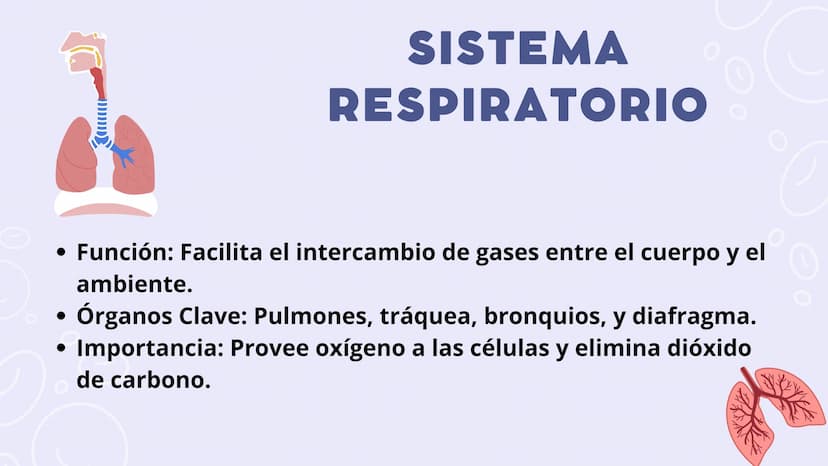 SISTEMAS
DEL
CUERPO
HUMANO SISTEMA
ENDOCRINO
• Función: Regula diversas funciones corporales a través
de la secreción de hormonas.
Órganos P