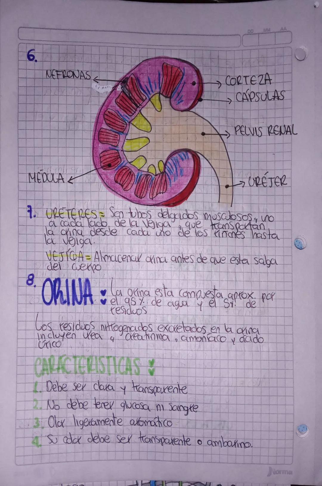 00
MM
AA
# SISTEMA URINARIO ACTIVIDAD

1. Roceso que le per
que no
que le permite al organismo expulsax sustancias
Sirven ni se usan y puede