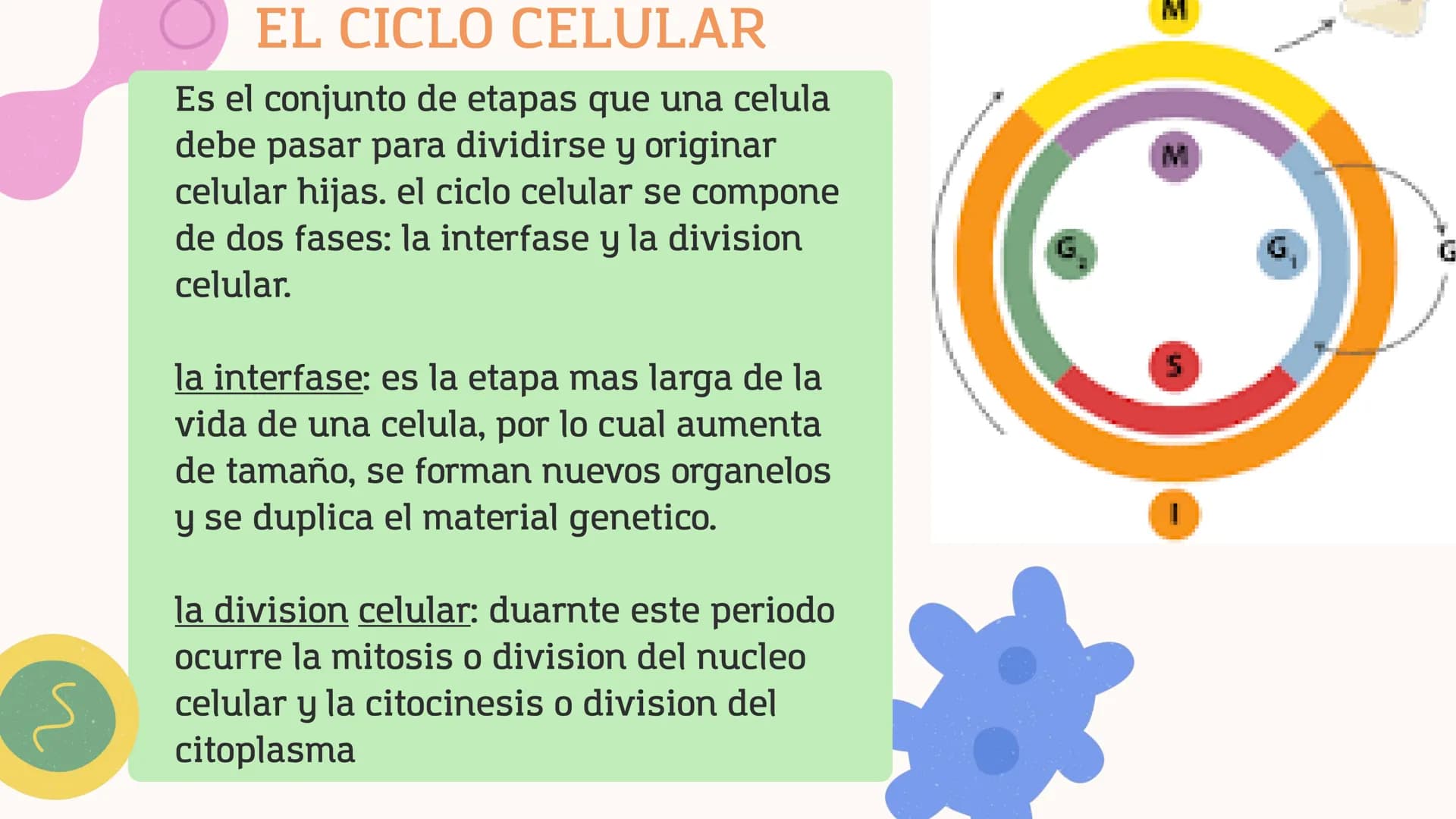CONTENIDO
1. ¿QUÉ ES EL CICLO CELULAR?
2. ¿CUALES SON LAS FASES DEL CICLO
CELULAR?
3.DESCRIPCIÓN DE SUCESOS.
4.CONSECUENCIAS DE LA EXPOSICIÓ