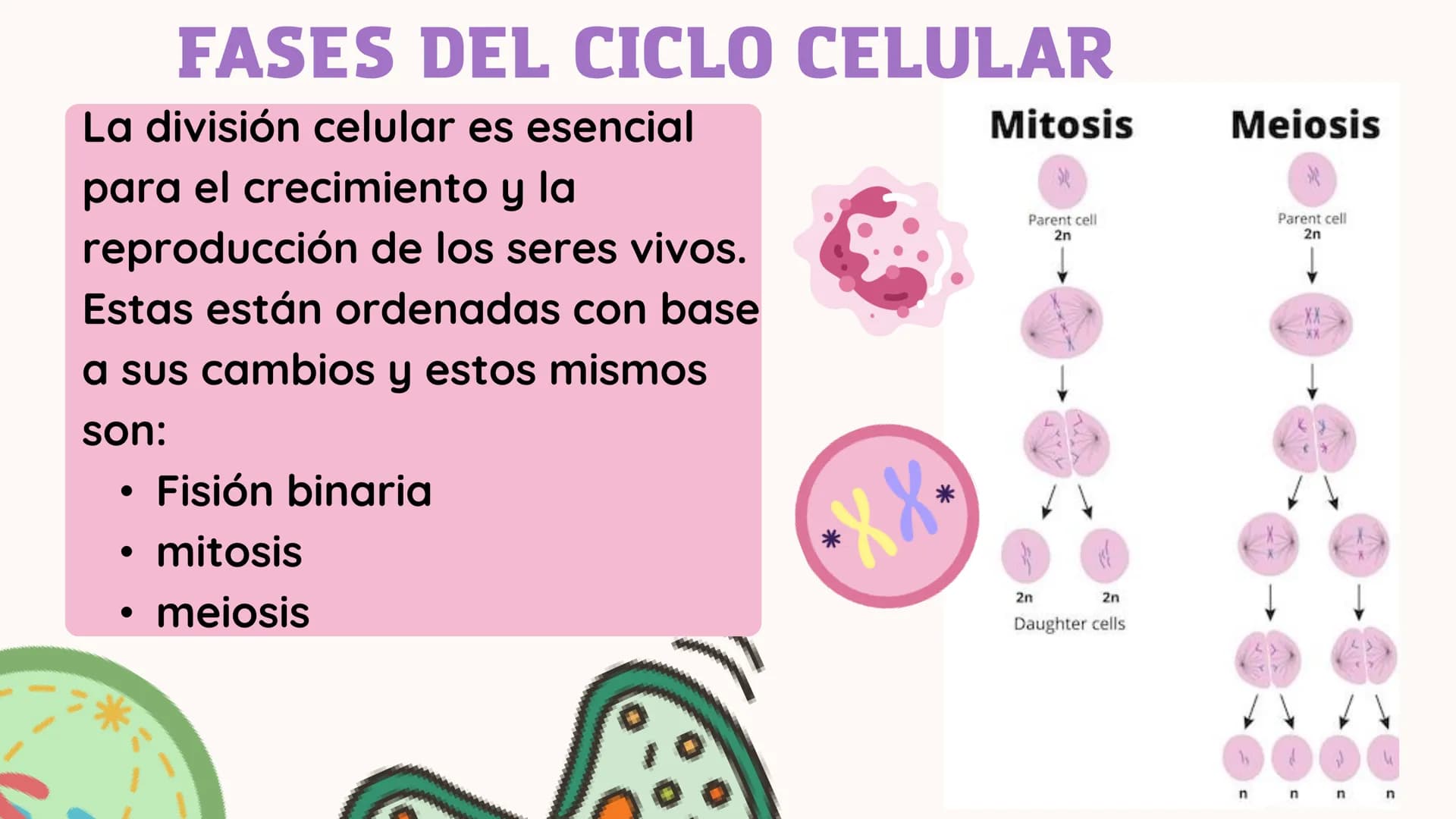 CONTENIDO
1. ¿QUÉ ES EL CICLO CELULAR?
2. ¿CUALES SON LAS FASES DEL CICLO
CELULAR?
3.DESCRIPCIÓN DE SUCESOS.
4.CONSECUENCIAS DE LA EXPOSICIÓ
