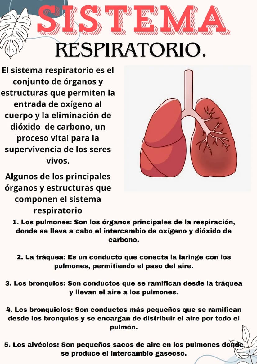 SISTEMA
RESPIRATORIO.
El sistema respiratorio es el
conjunto de órganos y
estructuras que permiten la
entrada de oxígeno al
cuerpo y la elim
