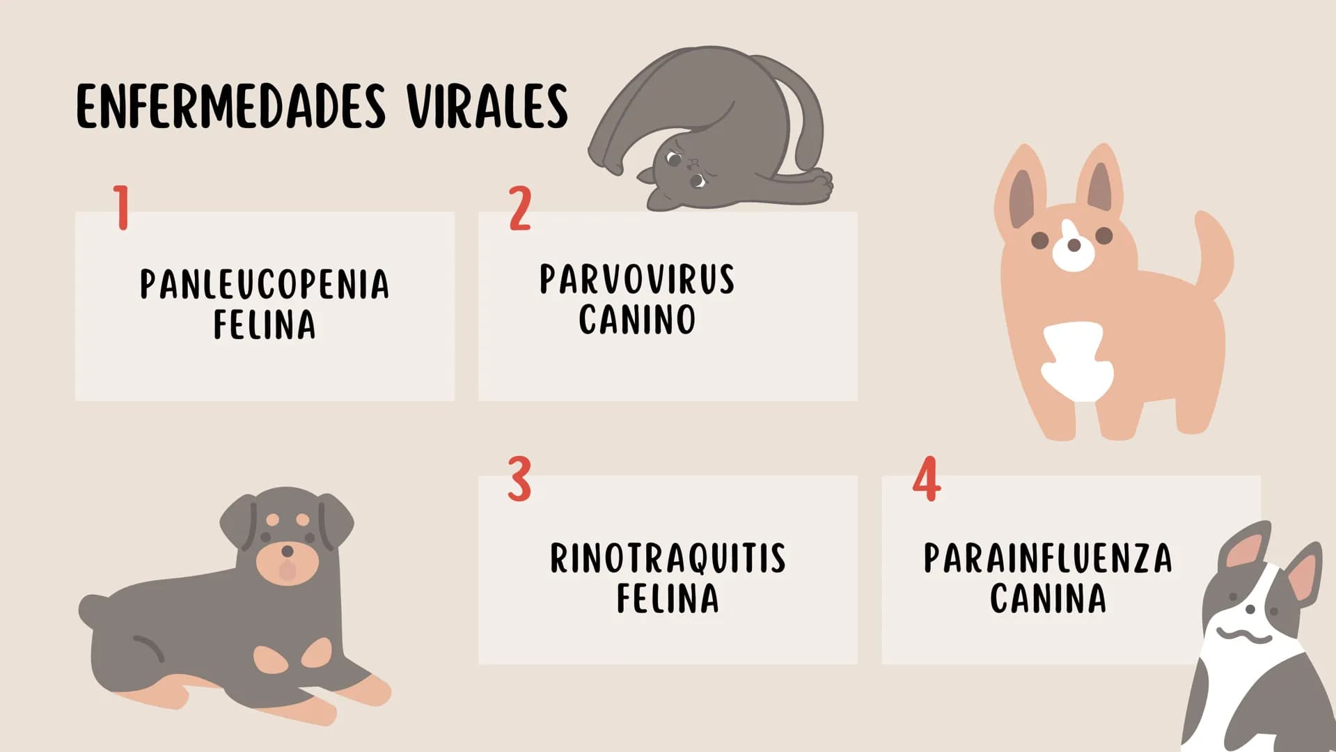 ENFERMEDADES VIRALES
1
PANLEUCOPENIA
FELINA
2
PARVOVIRUS
CANINO
3
RINOTRAQUITIS
PARAINFLUENZA
FELINA
CANINA INTRODUCCIÓN
Seis de cada diez h