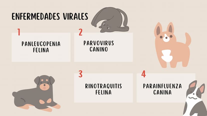 ENFERMEDADES VIRALES
1
PANLEUCOPENIA
FELINA
2
PARVOVIRUS
CANINO
3
RINOTRAQUITIS
PARAINFLUENZA
FELINA
CANINA INTRODUCCIÓN
Seis de cada diez h