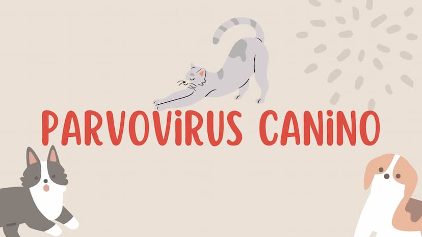 ENFERMEDADES VIRALES
1
PANLEUCOPENIA
FELINA
2
PARVOVIRUS
CANINO
3
RINOTRAQUITIS
PARAINFLUENZA
FELINA
CANINA INTRODUCCIÓN
Seis de cada diez h