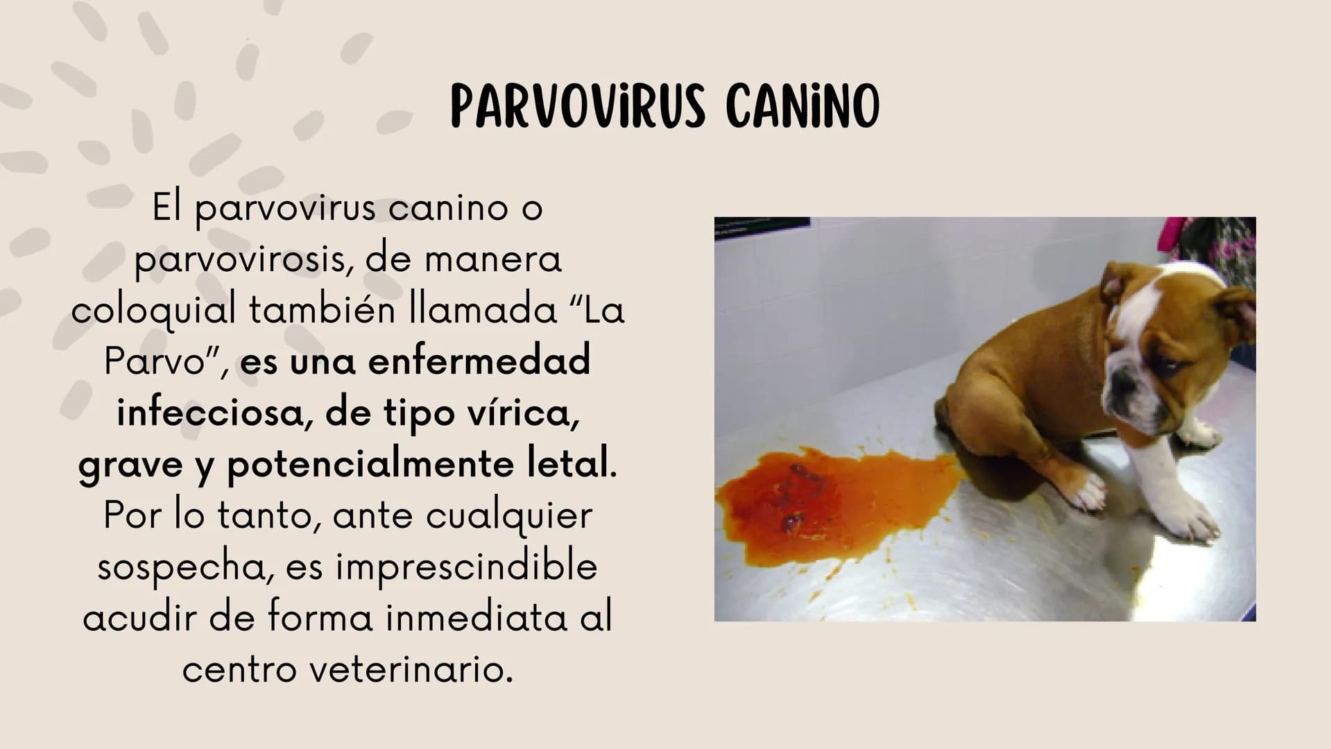 ENFERMEDADES VIRALES
1
PANLEUCOPENIA
FELINA
2
PARVOVIRUS
CANINO
3
RINOTRAQUITIS
PARAINFLUENZA
FELINA
CANINA INTRODUCCIÓN
Seis de cada diez h
