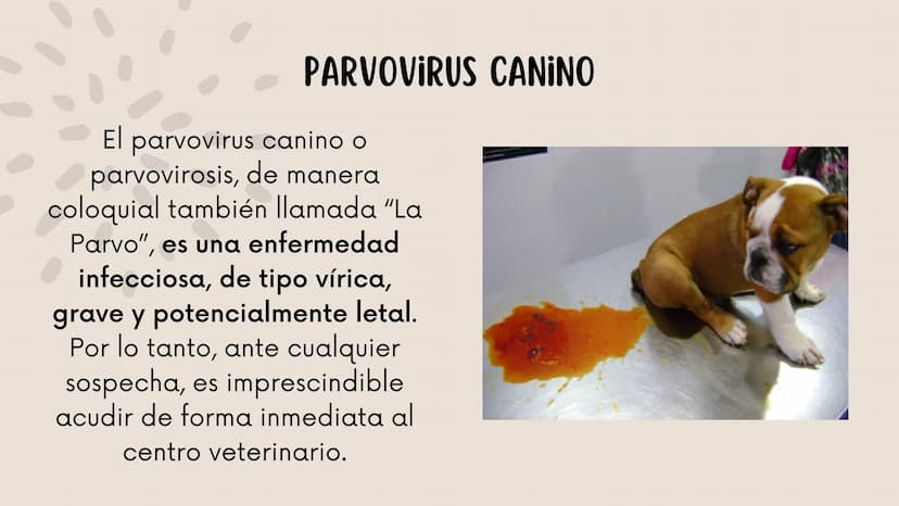 ENFERMEDADES VIRALES
1
PANLEUCOPENIA
FELINA
2
PARVOVIRUS
CANINO
3
RINOTRAQUITIS
PARAINFLUENZA
FELINA
CANINA INTRODUCCIÓN
Seis de cada diez h