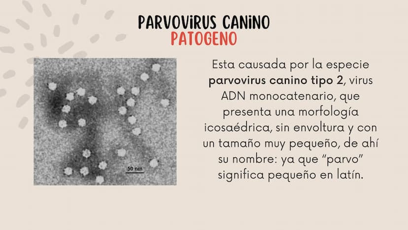 ENFERMEDADES VIRALES
1
PANLEUCOPENIA
FELINA
2
PARVOVIRUS
CANINO
3
RINOTRAQUITIS
PARAINFLUENZA
FELINA
CANINA INTRODUCCIÓN
Seis de cada diez h