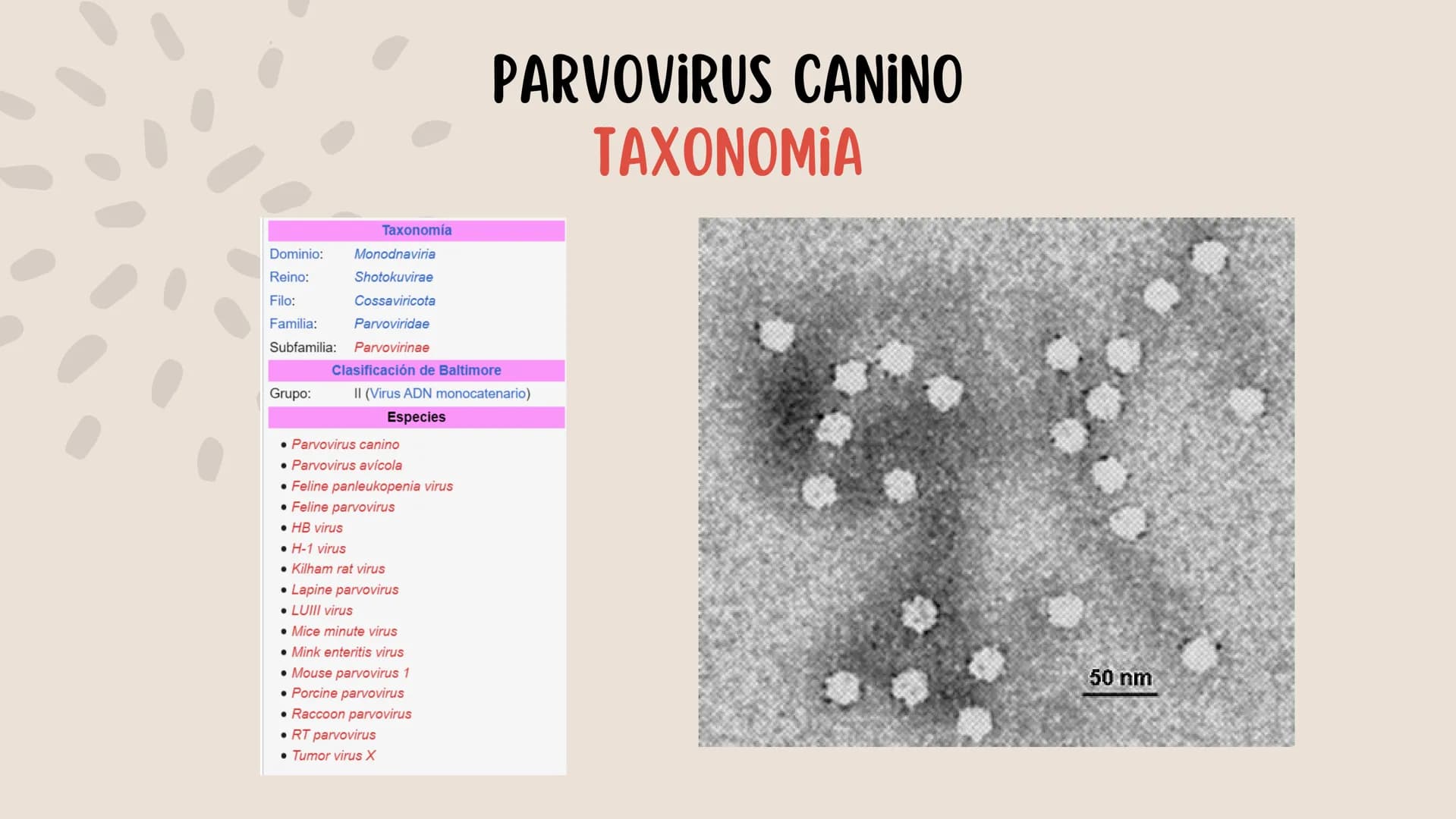 ENFERMEDADES VIRALES
1
PANLEUCOPENIA
FELINA
2
PARVOVIRUS
CANINO
3
RINOTRAQUITIS
PARAINFLUENZA
FELINA
CANINA INTRODUCCIÓN
Seis de cada diez h